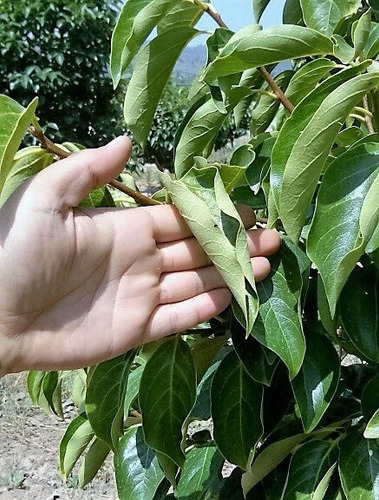 Hojas De Caqui (kaki) Frescas X 200 G