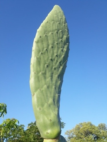 Tuna Nopal Higera Chumbera Comestible Cactus Suculenta.