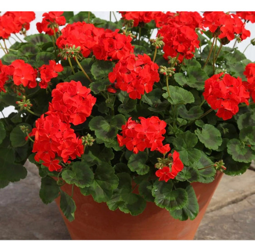 Semillas De Malvón Rojo Geranio Ideal Cultivo