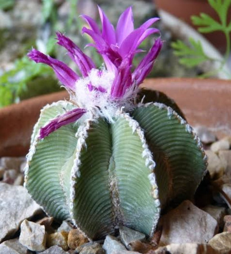 Aztekium Hintonii, Biznaga Piedra Del Yeso, 10 Semillas, Mp