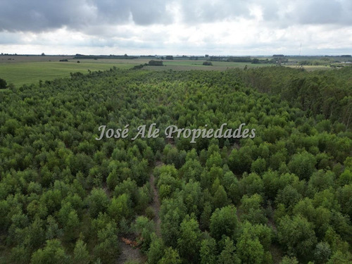 En Venta Campo De 8 Ha Y 8 Hectáreas Y 7883 Metros En Radia