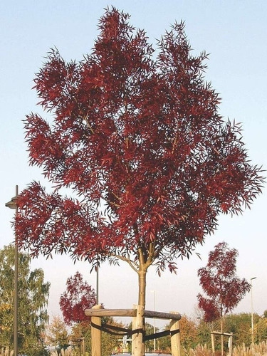 Arbol Fresno Rojo 10lts