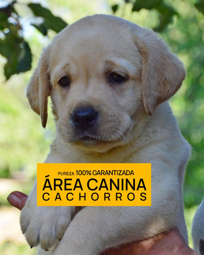 Venga A Ver Los Labrador Mas Buscados De Argentina