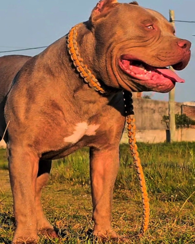 Pit Monster Bully Xl