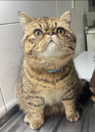 Gato Persa Exótico Para Monta