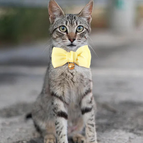 Collar Para Gatito Con Campana Collar Para Gato Pequeño Con