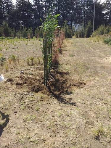 Terreno Rústico En Residencial Los Cedros