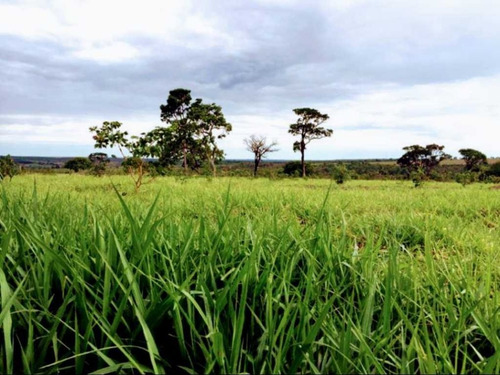 Imagem 13 de 13 de Fazenda De Dupra Aptidão Grão E Gado 250 Hectares Unaí 6.00.000,00 - 40140