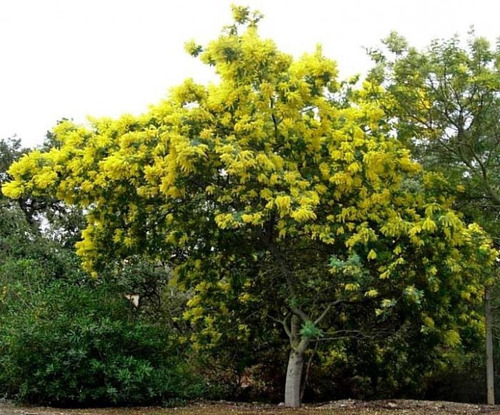 Semillas De Árbol Acasia Plateada