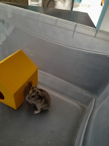 Hamster Ruso - Topos Rusos- Hamsters Enanos - Topito Ruso Gris Oscuro Negro