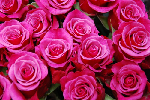 Adesivo Parede Decorativo De Rosas Flores Jardim Lindo