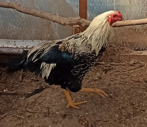 Imagen 2 de 9 de Gallo Criollo Mamá Kollonca