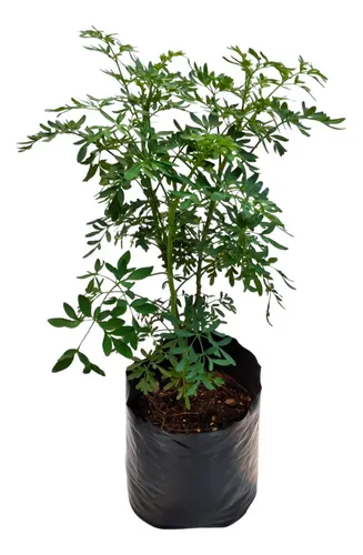 comprar Planta Ruda Medicinal