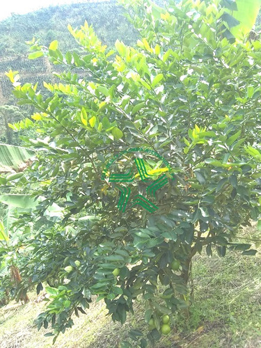 Imagen 10 de 22 de Finca Productiva A La Venta Via A Marsella