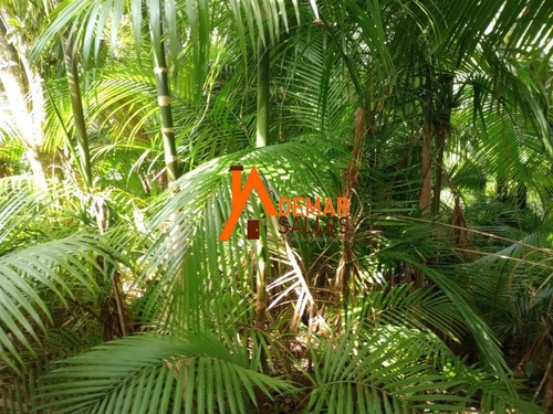 Imagem 24 de 30 de Chacara - Ch00120 - 70787182