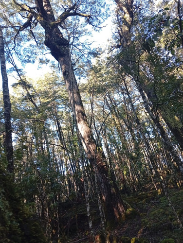 Venta Parcela Bosque Pucón Los Nevados
