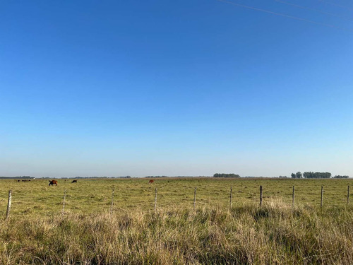 Imagen 10 de 20 de Venta Chacra 15 Hectareas Cañuelas Buenos Aires