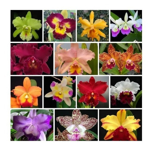 Kit Mudas De Orquídea Cattleya - 10 Mudas Adultas Mix Cores 