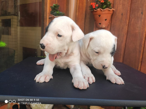 Filhote De Dogo Argentino 31 Dias