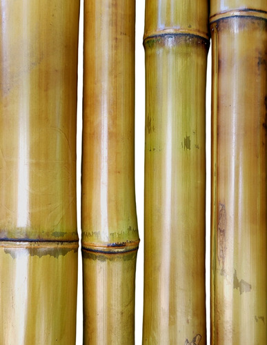 Caña De Bambú/tacuara, Tutores, 1,50 Mts X 10 Unidades.  