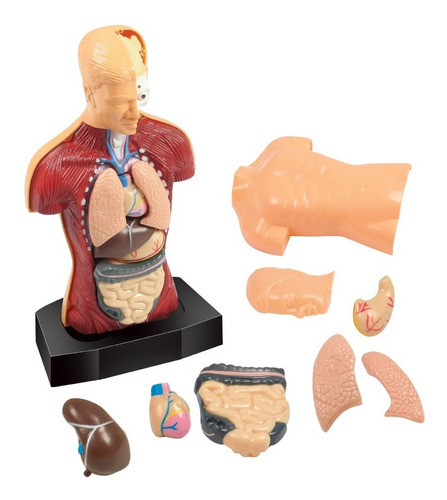 El Torso Humano - Mi Alegría