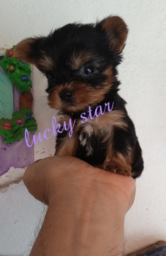 Imagen 2 de 5 de Cachorros Yorkshire Mini