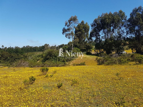 Sitio De 8,16 Ha En Venta En Algarrobo, V Region