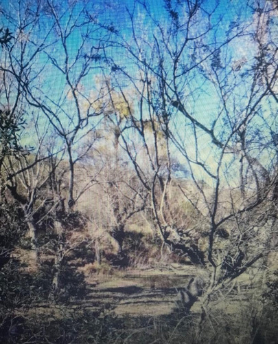 Imagen 3 de 5 de Campo En Cañada Larga