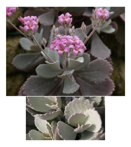 5 Esquejes (plantulas) De Suculenta Kalanchoe Pumila Baker