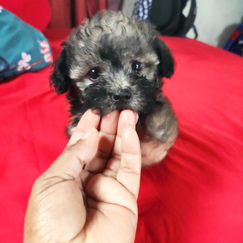 Imagen 5 de 5 de Se Vende French Poodle Mini Toy A 250