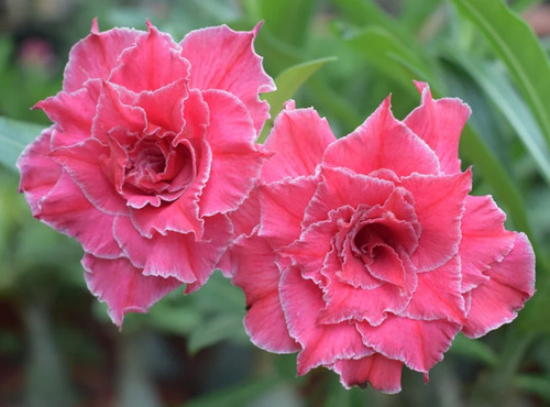 10 Semillas De Adenium Rosa+ Instructivo