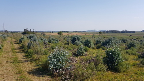 Venta Chacra Forestada -ref:4301