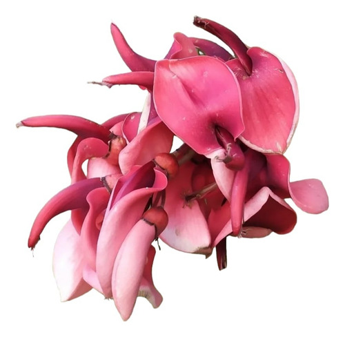 Arbol Nativo Ceibo Flor Nacional Erythrina Crista-galli