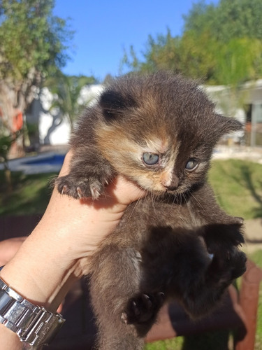 Gato Persa Hembra Tortie Black 15/3