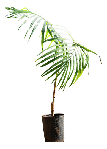 Planta Palmito (euterpe Edulis) Desde 50 Cm, 2 Años De Edad