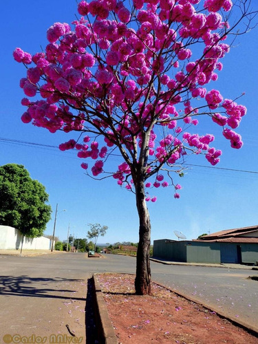 300 Sementes De Ipê Roxo Bola (tabebuia Impetiginosa)
