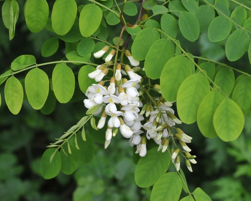 99 Semillas De Acacia Blanca (robinia Pseudoacacia)