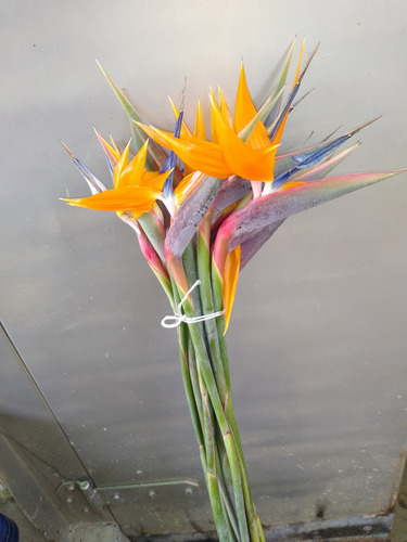 Flores Naturales Recién Cortadas
