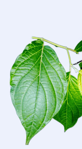 Hojas Secas De Matico 100 Envío Gratis 