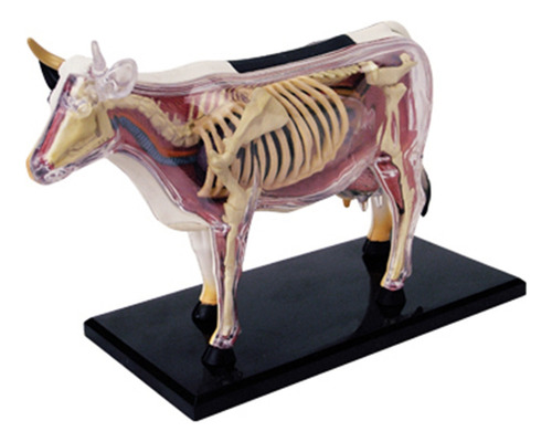 Ensamblaje De Inteligencia De Vaca Modelo 4d De Anatomía De