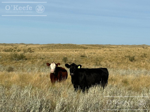 Campo De Cría/recría 74.000 Has. Para 8800 Madres, Armado En Mendoza