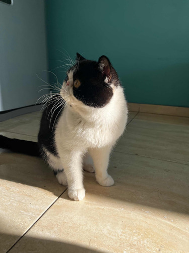 Servicio De Gato Persa Exótico C/pedigree