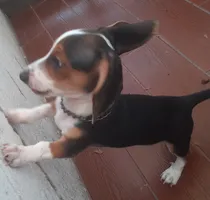 Comprar Perros De Raza Salchicha