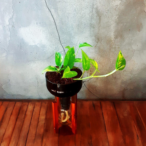 Imagen 8 de 10 de Scindapsus Little Plant 27 Con Soporte, Maceta Autorregante