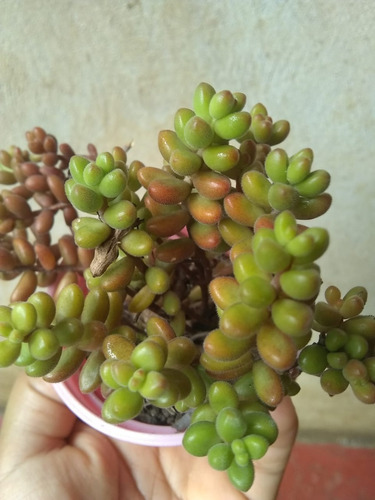 Sedum Puntas Rojas 4 A 5 Pulgadas