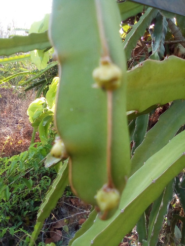 Imagen 8 de 10 de 150 Esquejes De Pitahaya Amarrilla Y H.andatus Golden