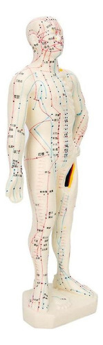 Macho/hembra Modelo De Acupuntura Meridianos Modelo Con Base