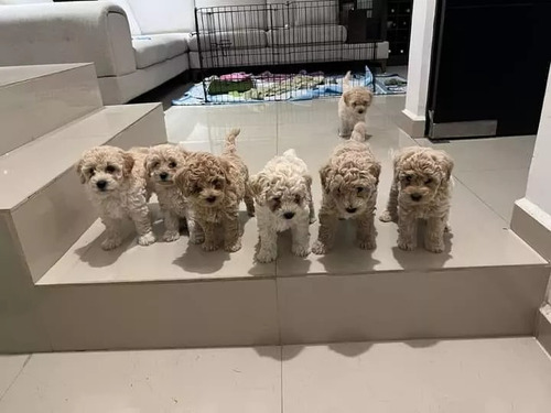 Maltipoo Marrones Únicas Ya Para Entregar 