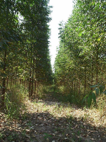 Sítio Com 2 Dormitórios À Venda, 250000 M² Por R$ 1.750.000,00 - Zona Rural - Artur Nogueira/sp - Si0031
