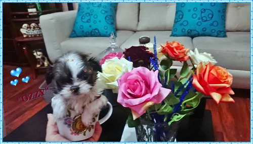 Shitzu Shih Tzu Shihtzu Mini 350 Pureza Garantizada